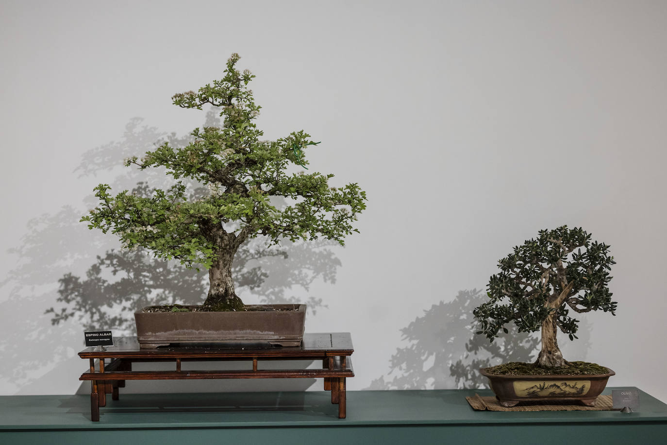 La muestra &#039;Bonsáis&#039; de la Asociación Rioja-Bonsái