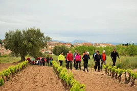 Ascenso a Zenzano entre viñas con Ribafrecha al fondo en la XI Marcha Senderista Valle del Leza.