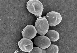 Imagen microscópica de la levadura Saccharomyces cerevisiae.