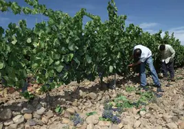 Viñedo de Rioja Baja con las uvas ya descargadas de las cepas.