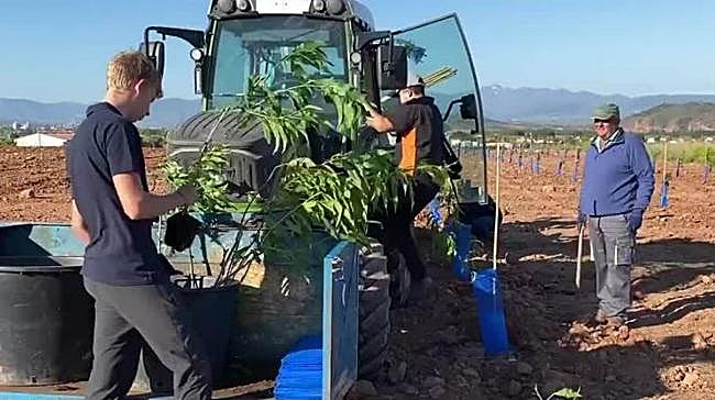 ¿Cómo se llama la variedad de melocotón que se ha plantado en Uruñuela?