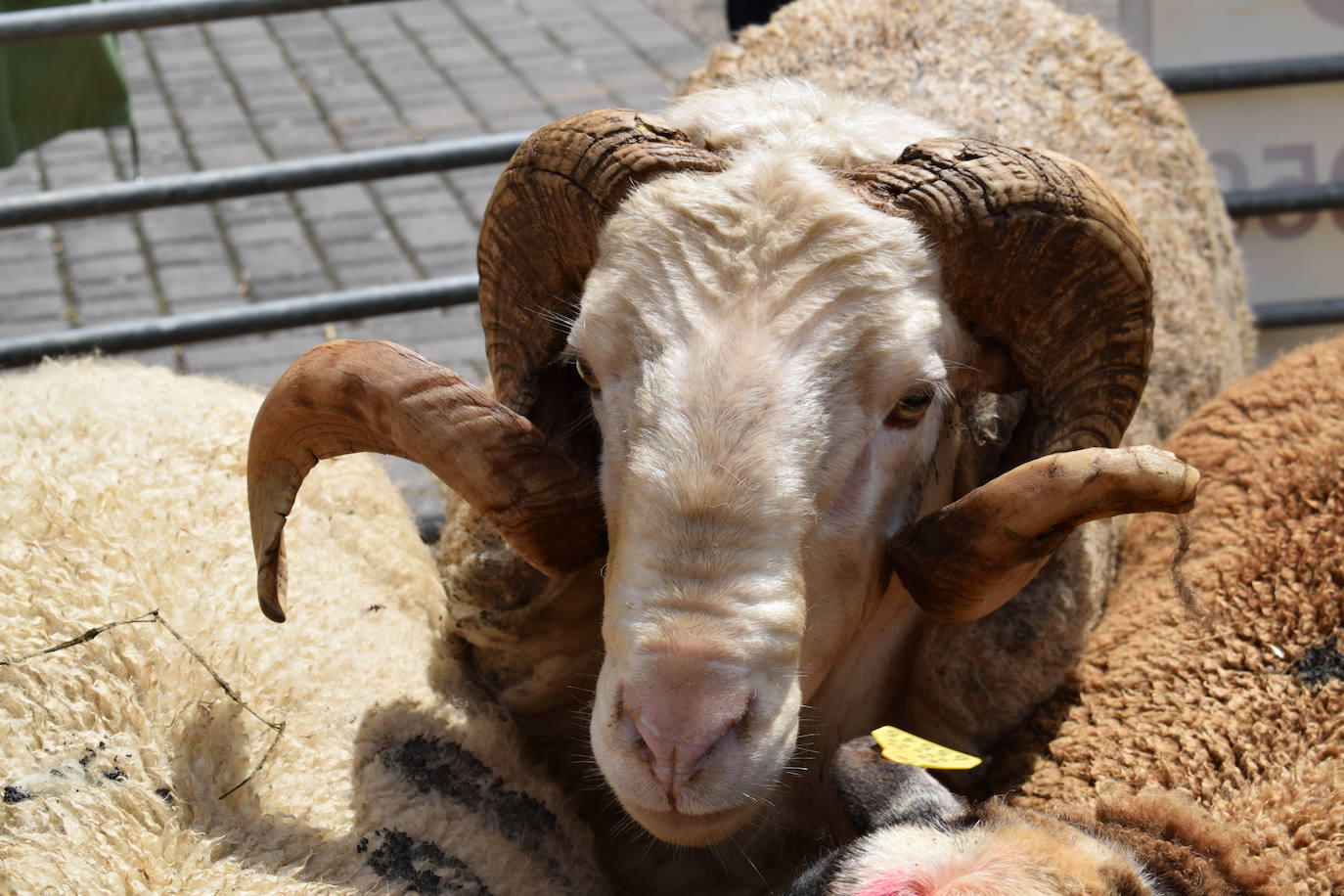 La VII Feria del Ganado Selecto, en imágenes