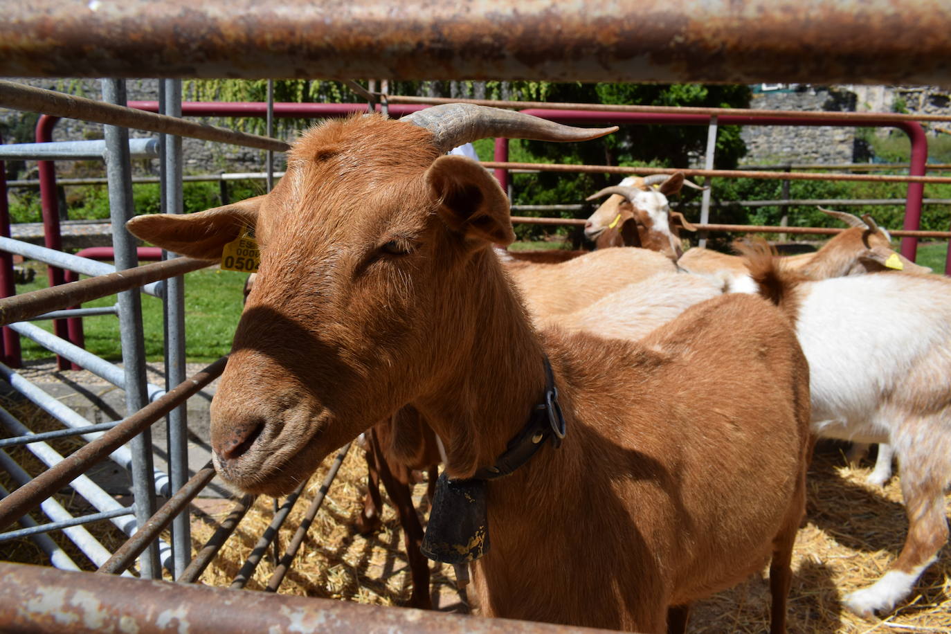 La VII Feria del Ganado Selecto, en imágenes