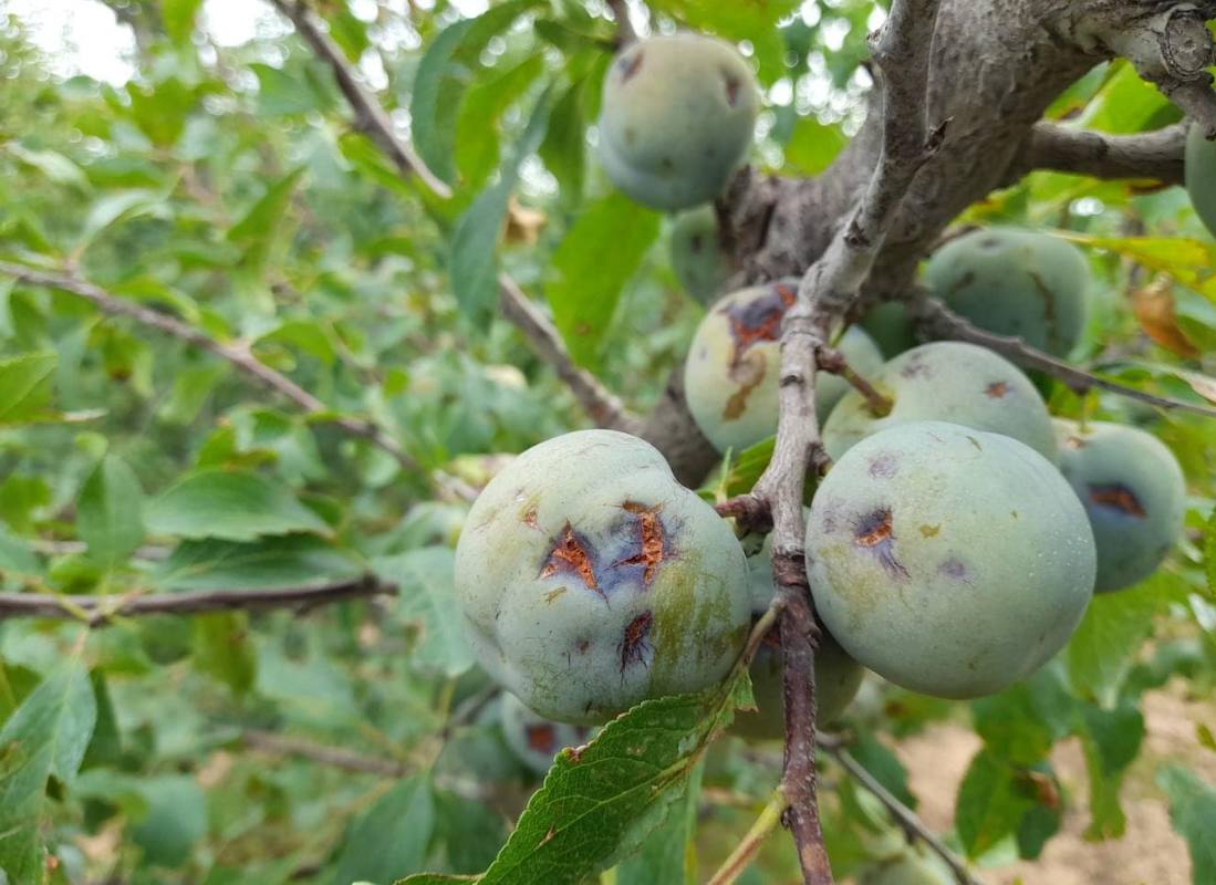 Ciruelas destrozadas por la piedra el pasado año.