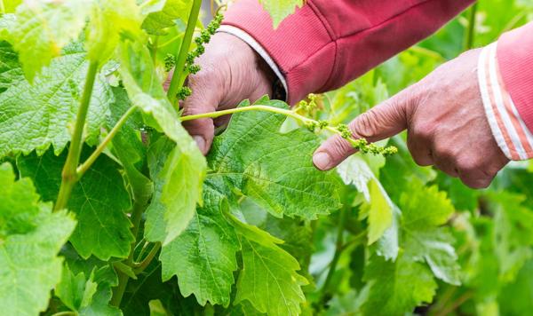Detalle de la primera mancha de mildiu detectada la semana pasada en San Asensio.