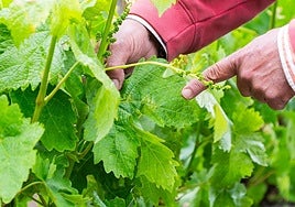 Detalle de la primera mancha de mildiu detectada la semana pasada en San Asensio.