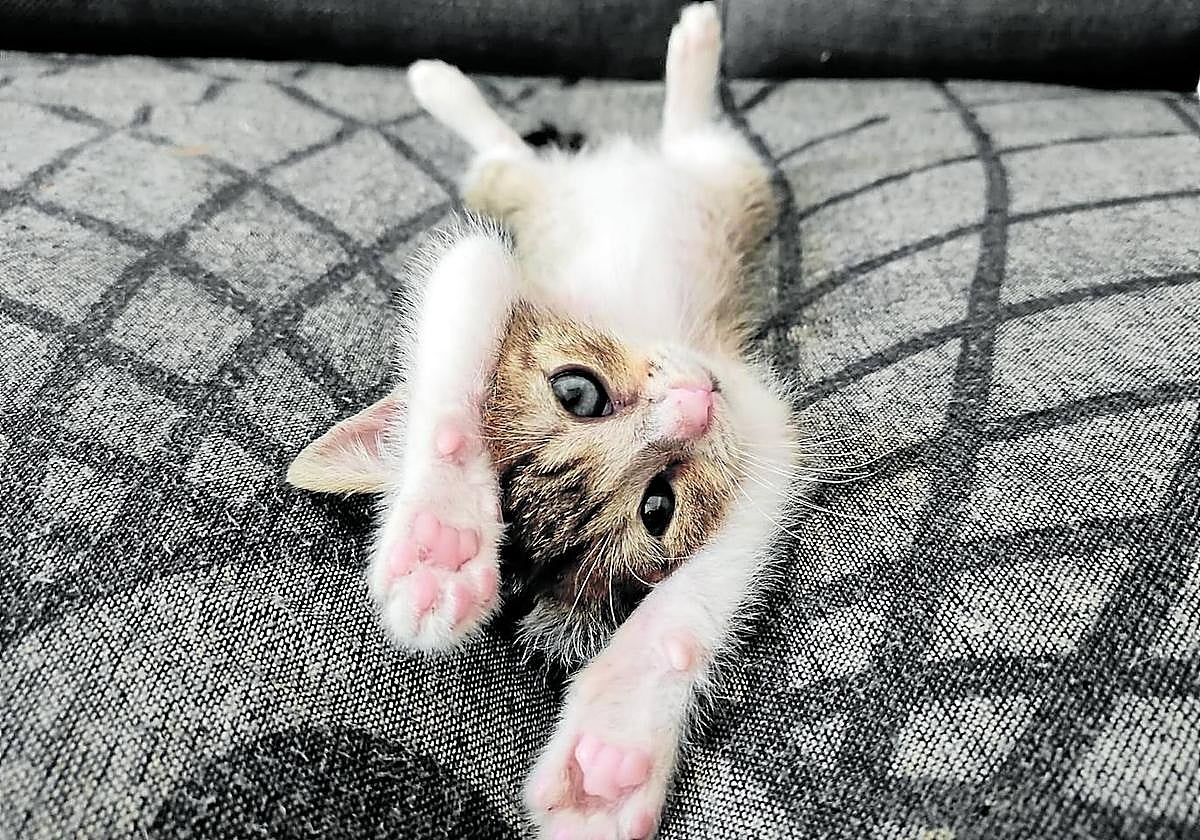 Bonito, un cachorro de gato recién llegado a una casa en Logroño, en sus primeros meses de vida.