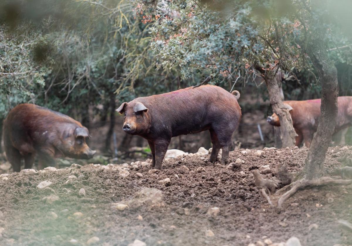 Ganadería porcina ecológica de la firma Luis Gil, en el Valle de Ocón.