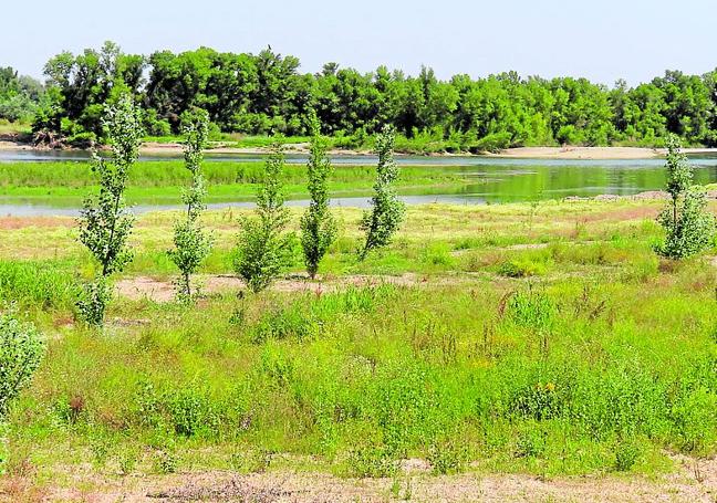 Ejemplares de las especies vegetales replantadas en la zona. E. R.