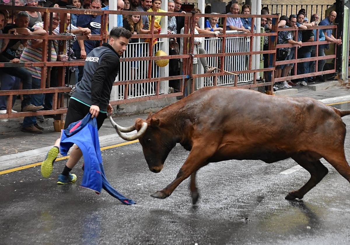 Encierro de reses bravas ayer por la tarde en Cervera.
