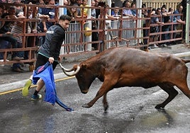 Encierro de reses bravas ayer por la tarde en Cervera.