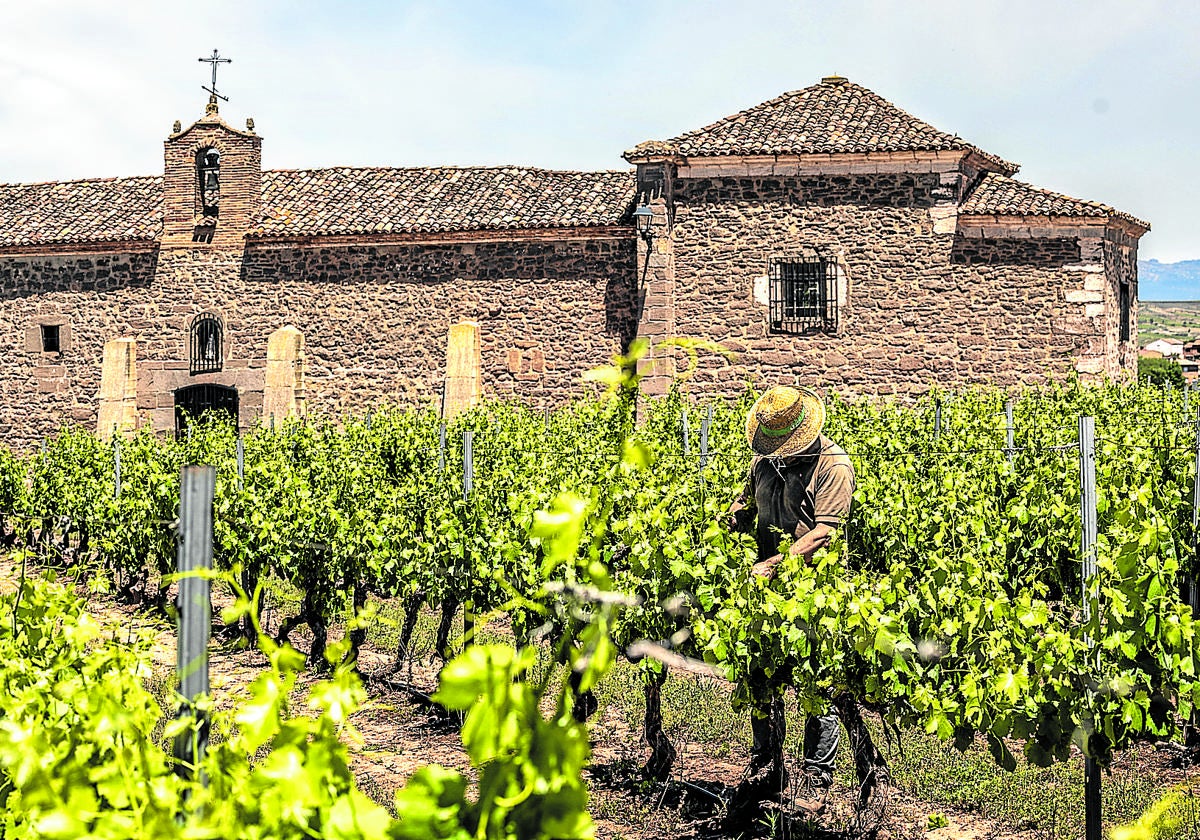 Laboreo de campo en un viñedo de Alesanco, junto a la ermita de la Virgen del Prado.