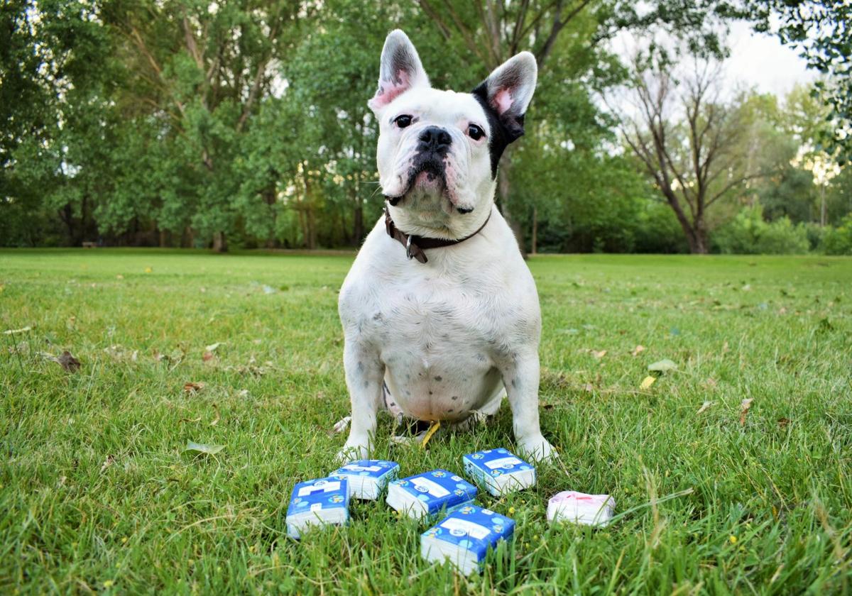 El bulldog francés Boss posa con unos pañuelos de papel en el parque del Iregua de Logroño.