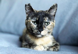 La gatita Lilo espera una familia que la adopte