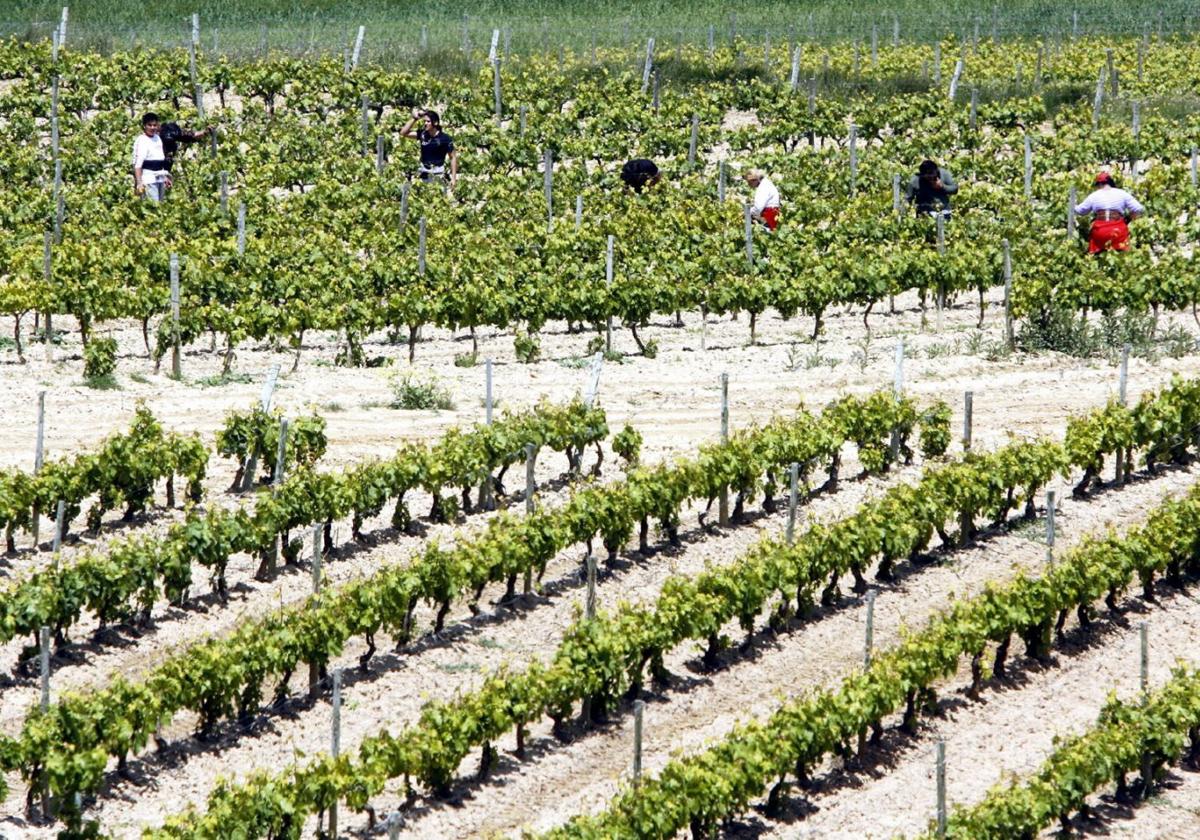 Laboreo en un viñedo de la DOCa Rioja.