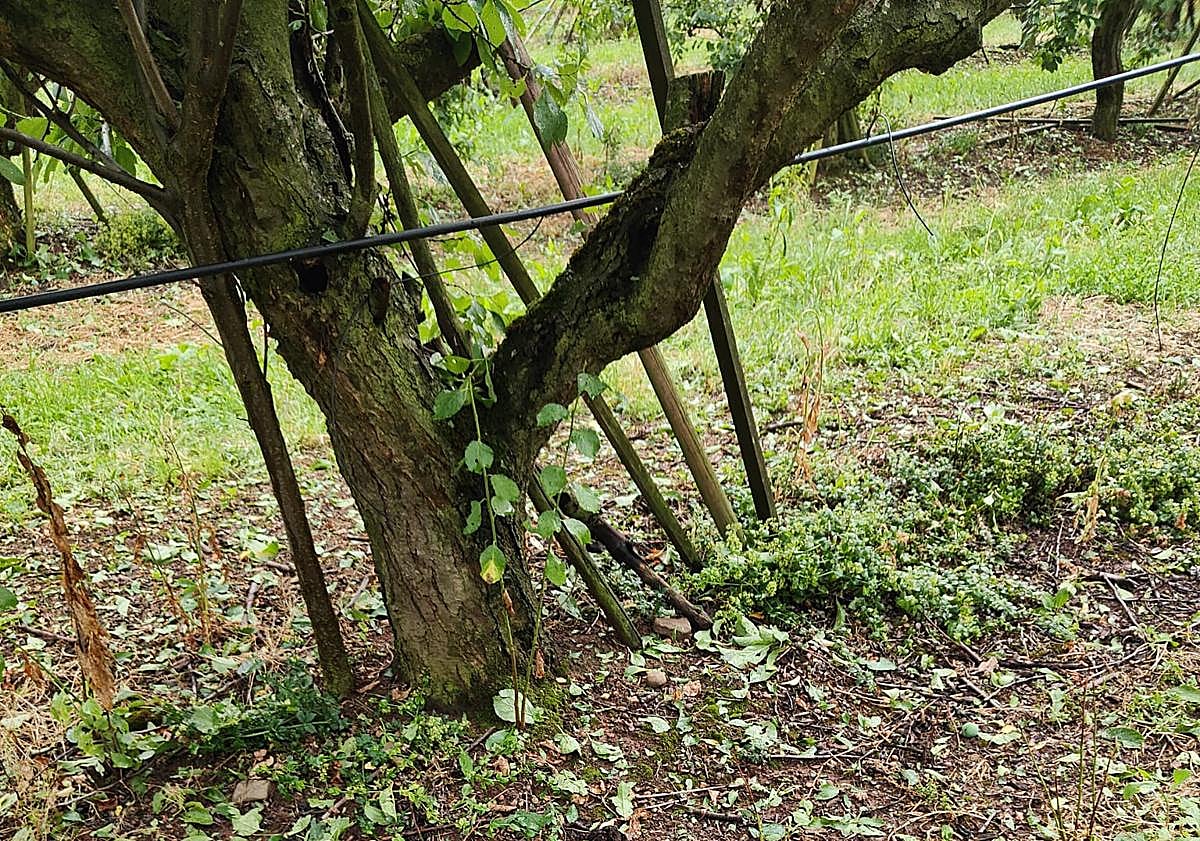 Imagen principal - Las recientes granizadas ponen en riesgo las campañas de ciruela y peras en el Iregua