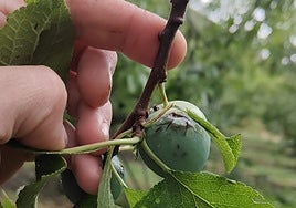 Ciruelas apedreadas en Nalda.