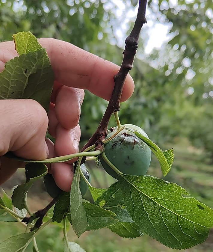 Imagen secundaria 2 - Las recientes granizadas ponen en riesgo las campañas de ciruela y peras en el Iregua