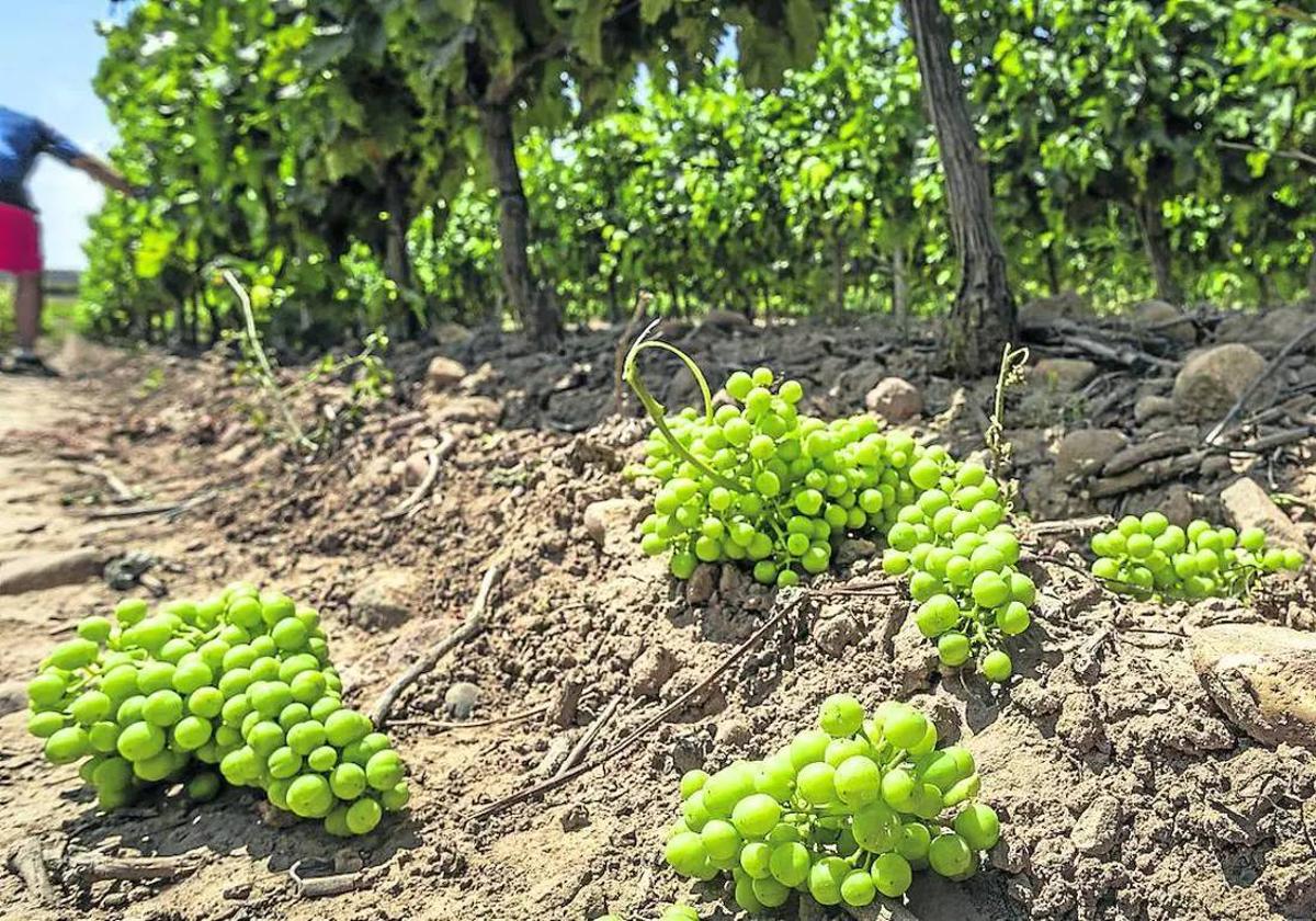 La otra vendimia en verde, descarga de racimos en Tudelilla para producir calidad.