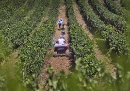 Trabajos en el viñedo antes de la vendimia.