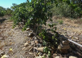 Riego por goteo en un viñedo de Murillo.