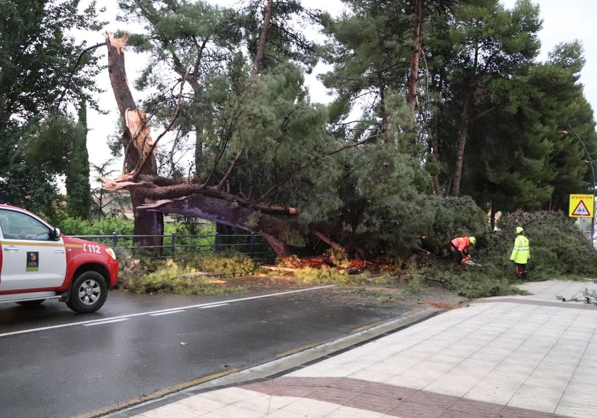 Árboles tumbados, vientos de hasta 134 km/h y cigüeñas en la vía pública en Alfaro