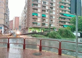 Árbol caído entre San Millán y Cigüeña.