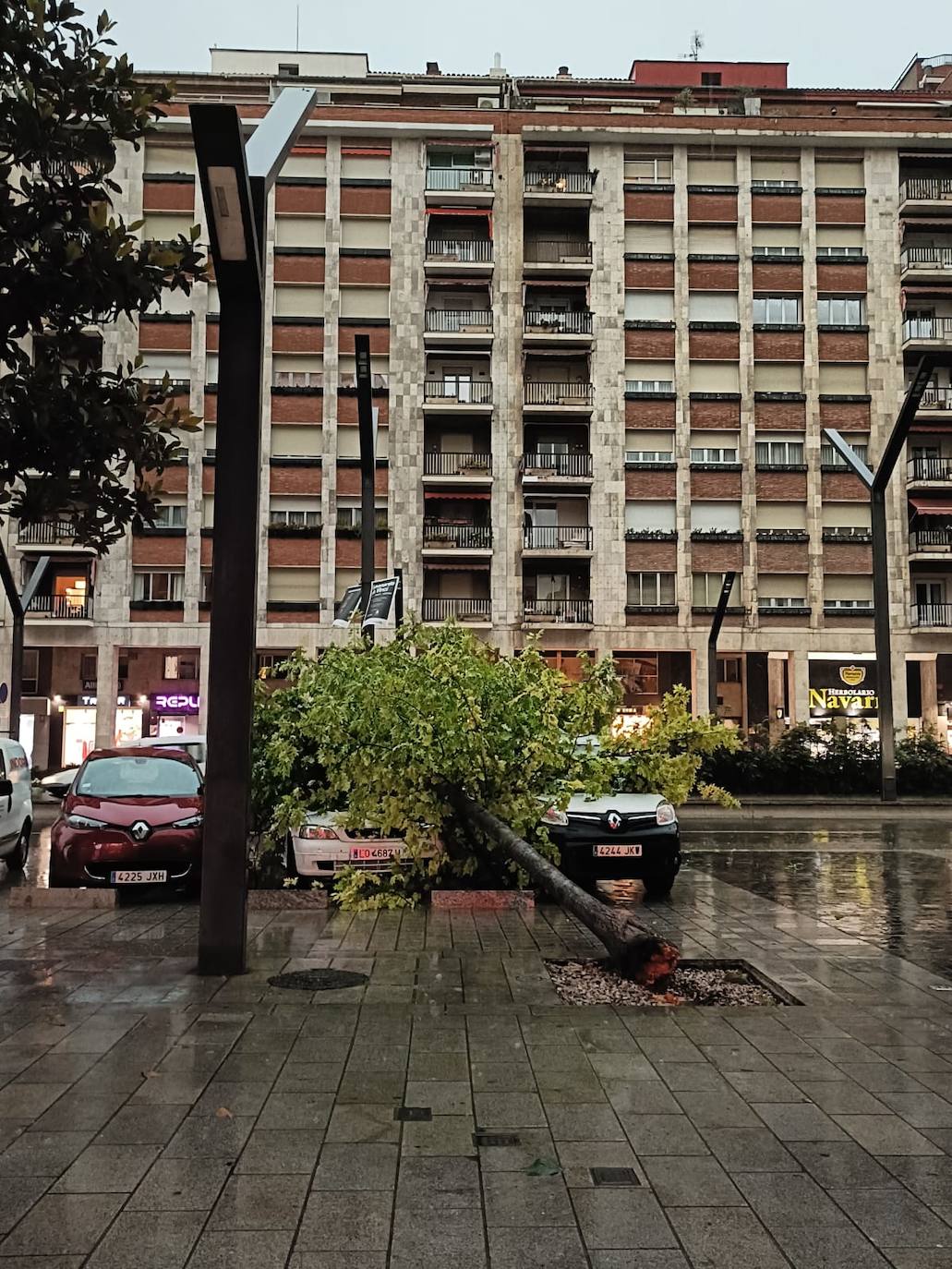 Árbol arrancado en la Gran Vía