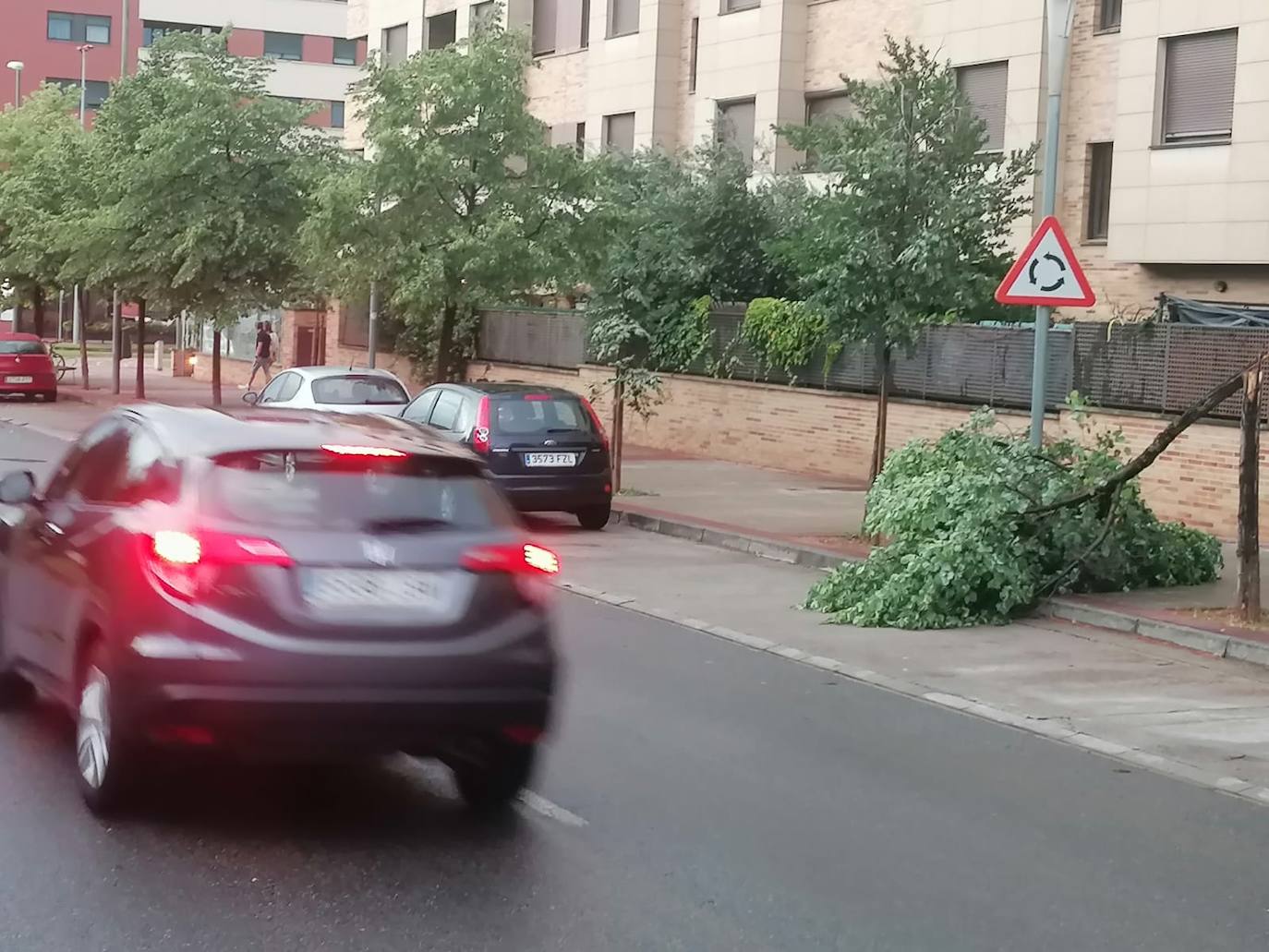 Arbolito cascado en la avenida de Madrid