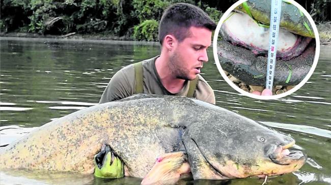 Un alfareño pescó en el Ebro un siluro gigante, ¿cuánto medía?