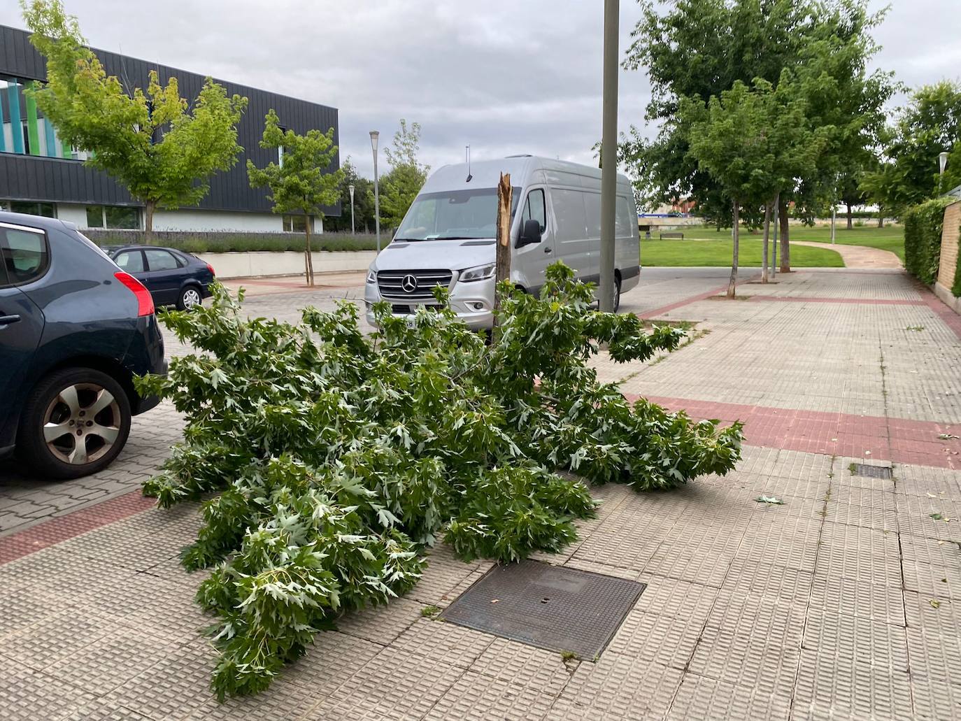 Árbol tronchado en Juan Gispert