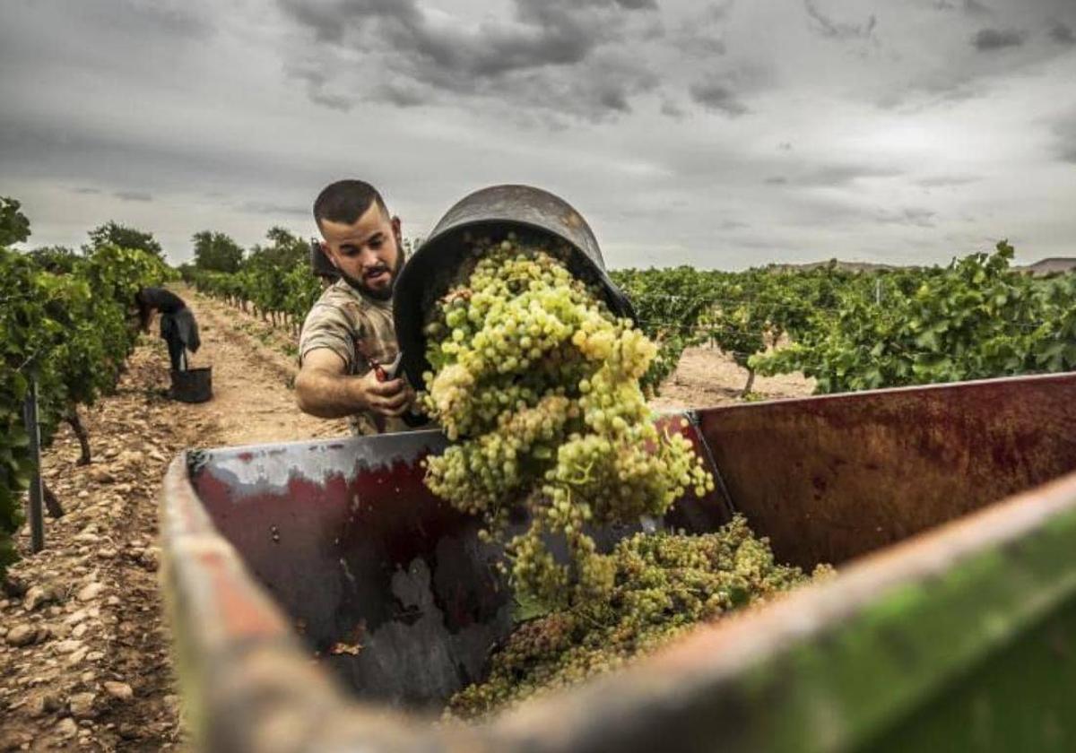 Un trabajador del campo.