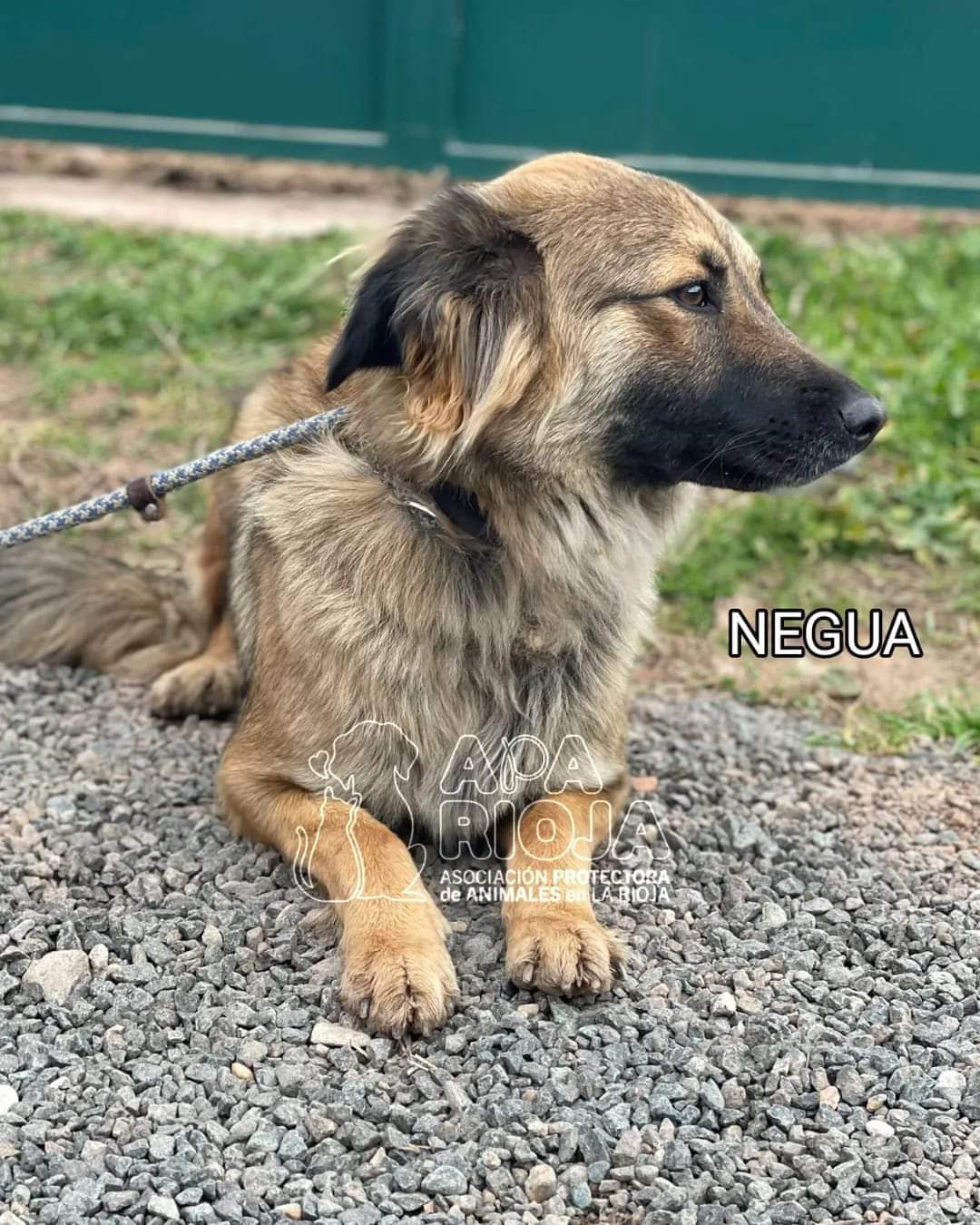 Negua.