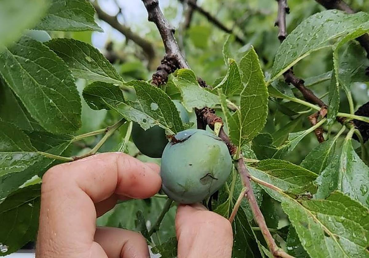 Detalle de una ciruela agrietada tras la tormenta con pedrisco del pasado viernes.