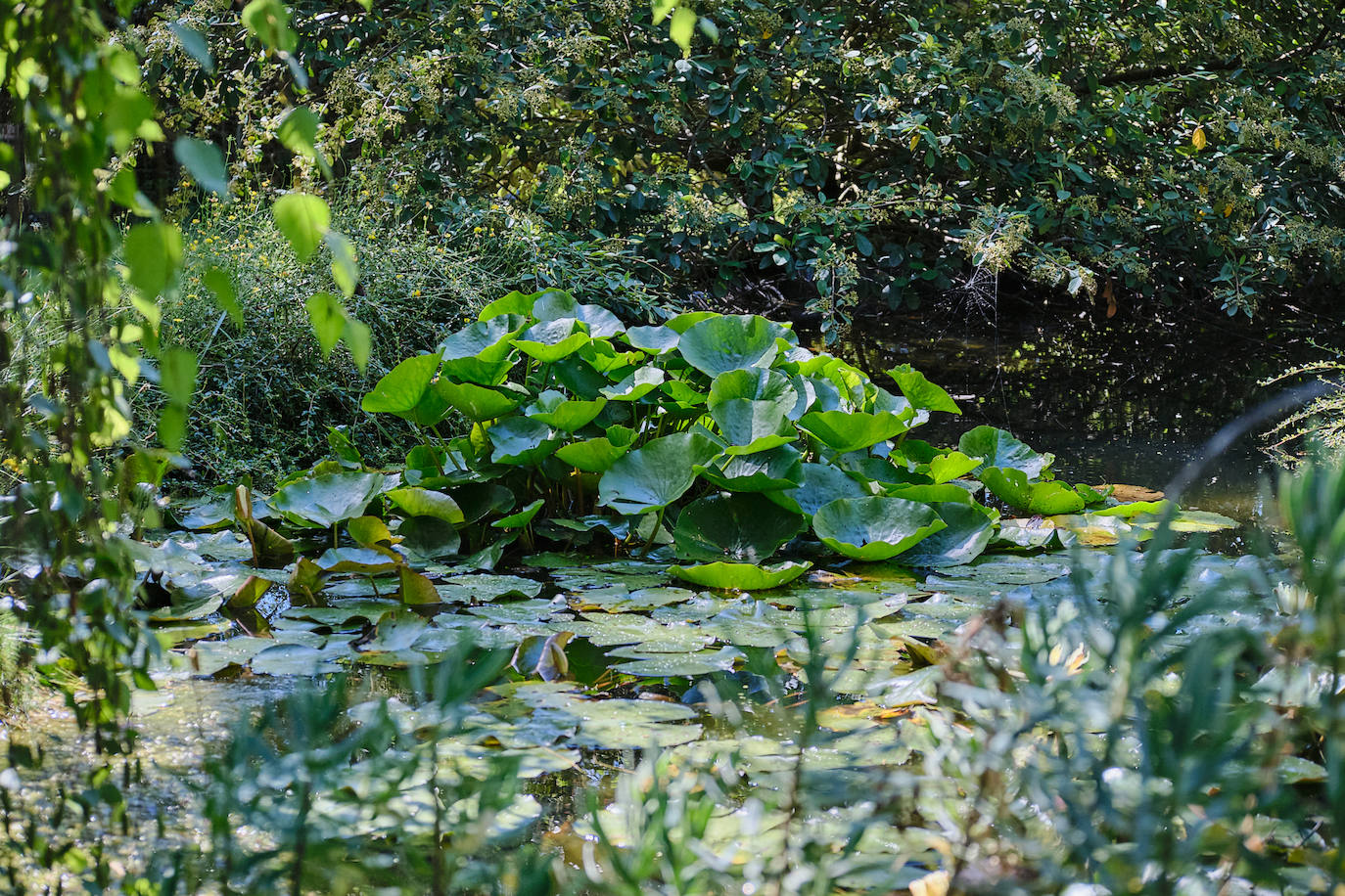 El Jardín Botánico, en todo su esplendor