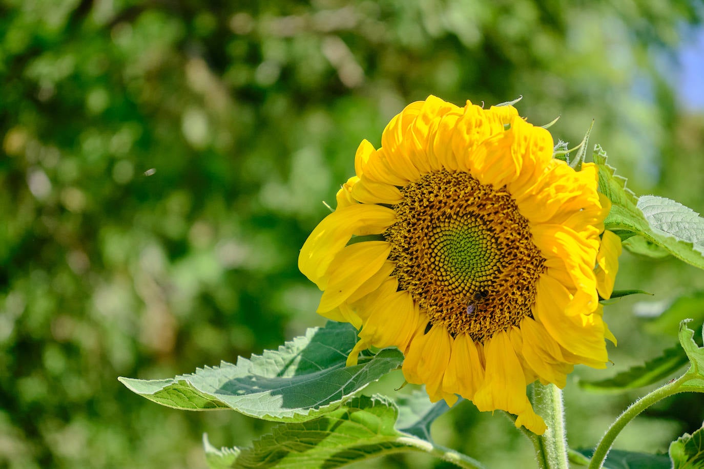 El Jardín Botánico, en todo su esplendor