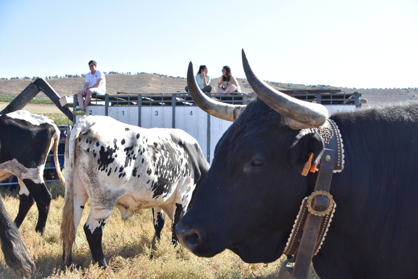 La saca de vacas de Valverde, en imágenes