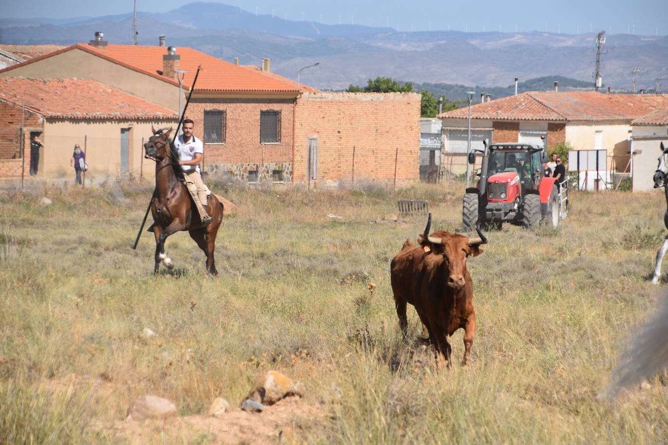 La saca de vacas de Valverde, en imágenes