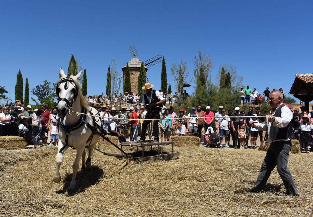 Demostración de la trilla tradicional, ayer en la fiesta de la molienda de Ocón.