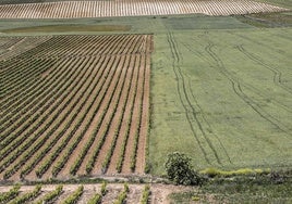 El campo riojano prepara movilizaciones para denunciar «la profunda crisis» del sector