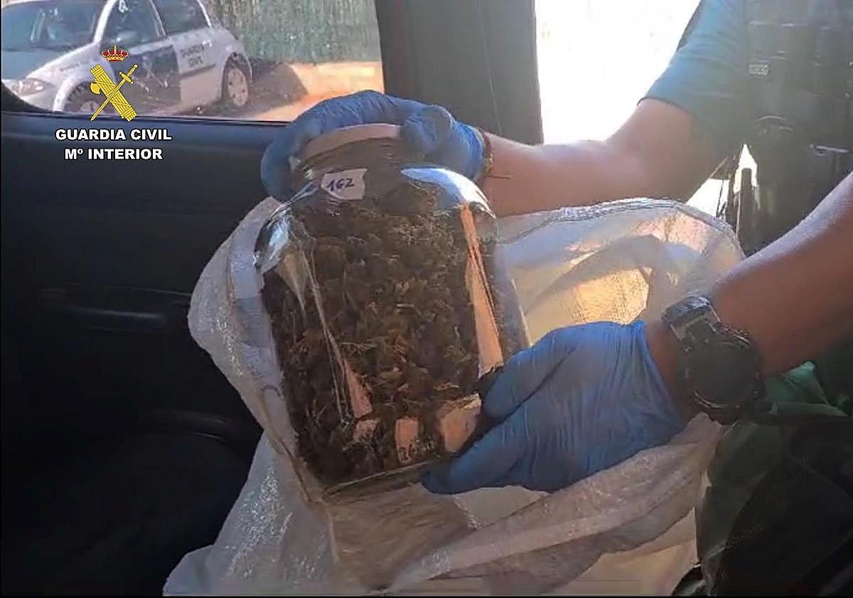 Imagen principal - Detenido un joven en Alfaro por transportar cogollos de marihuana