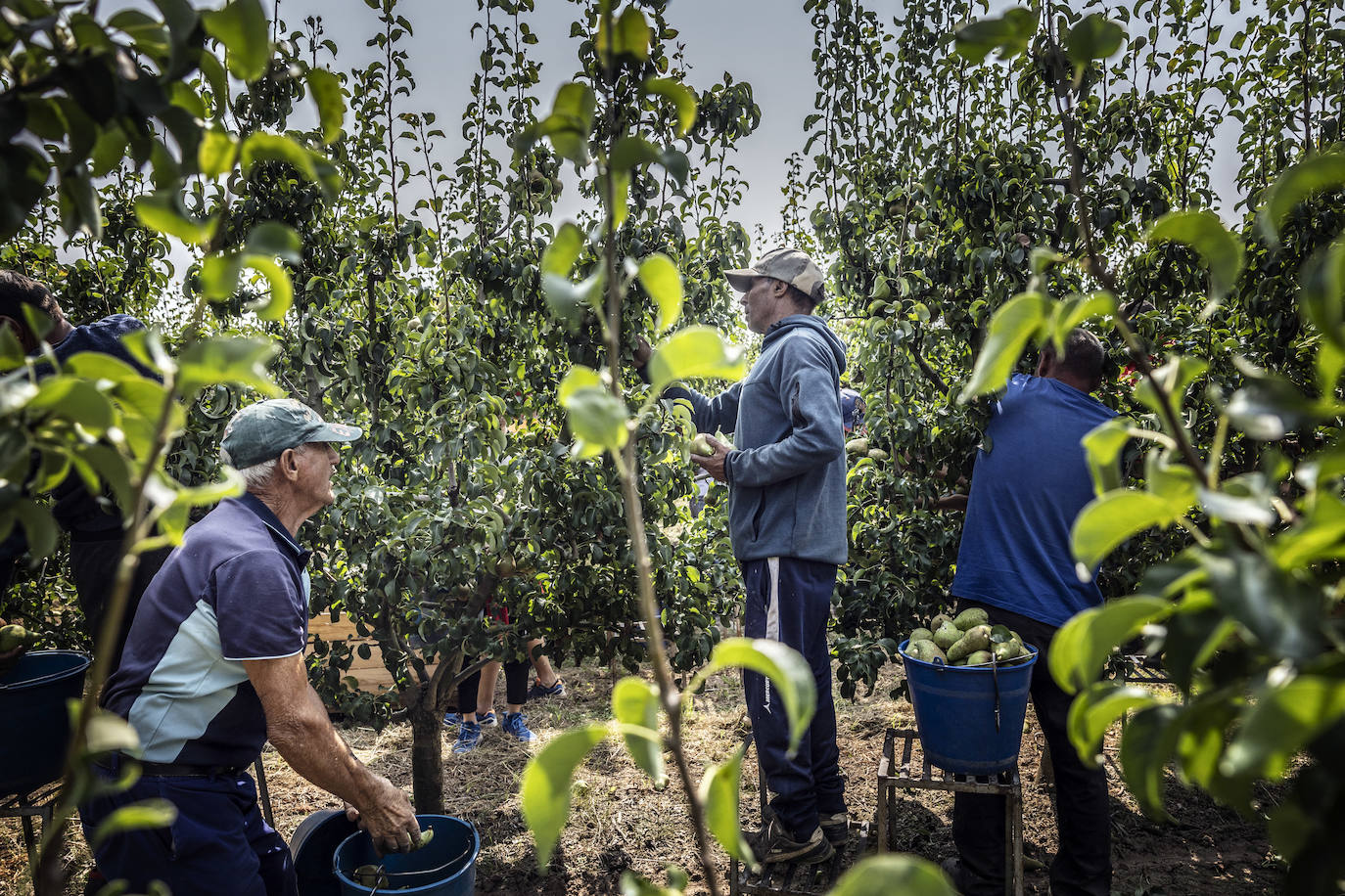 La cosecha de peras de Rincón, en marcha