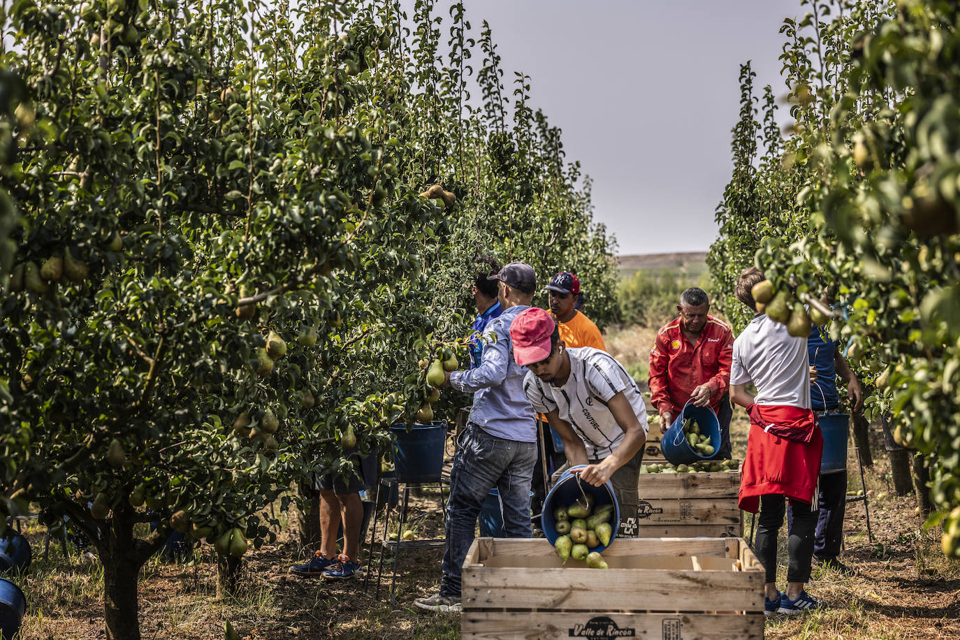 La cosecha de peras de Rincón, en marcha