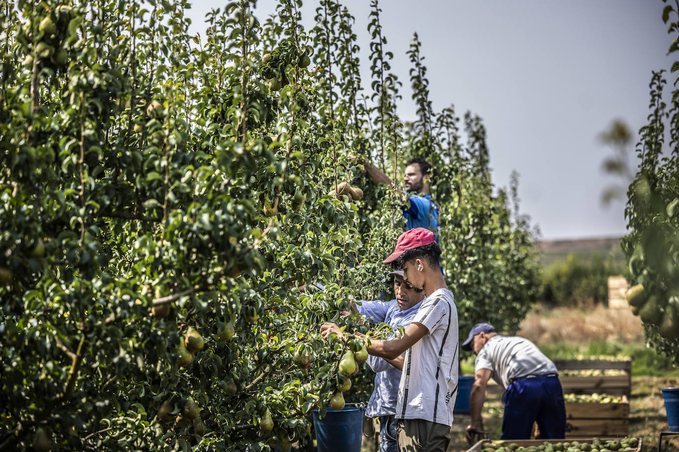 La cosecha de peras de Rincón, en marcha
