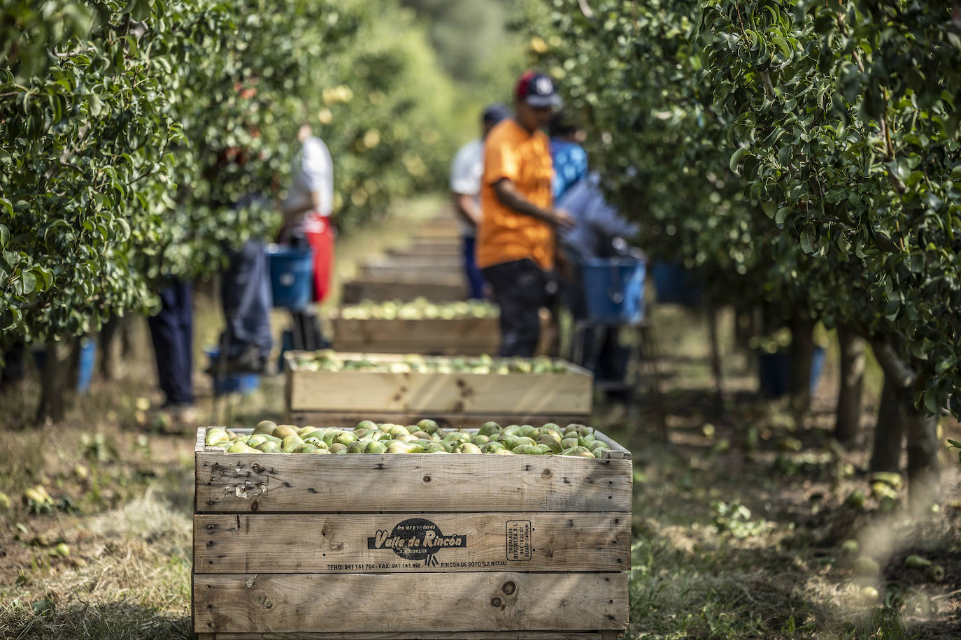 La cosecha de peras de Rincón, en marcha