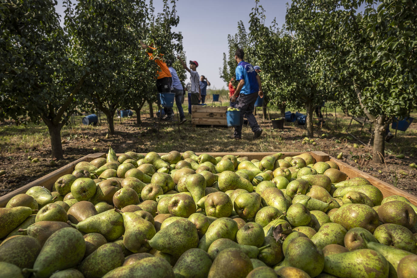 La cosecha de peras de Rincón, en marcha