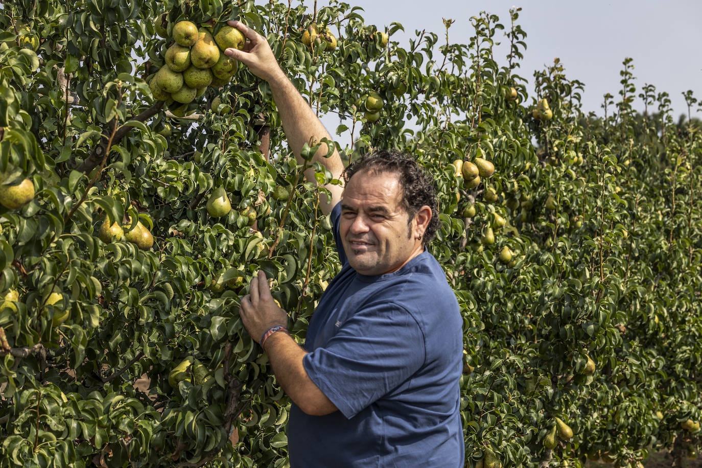 La cosecha de peras de Rincón, en marcha