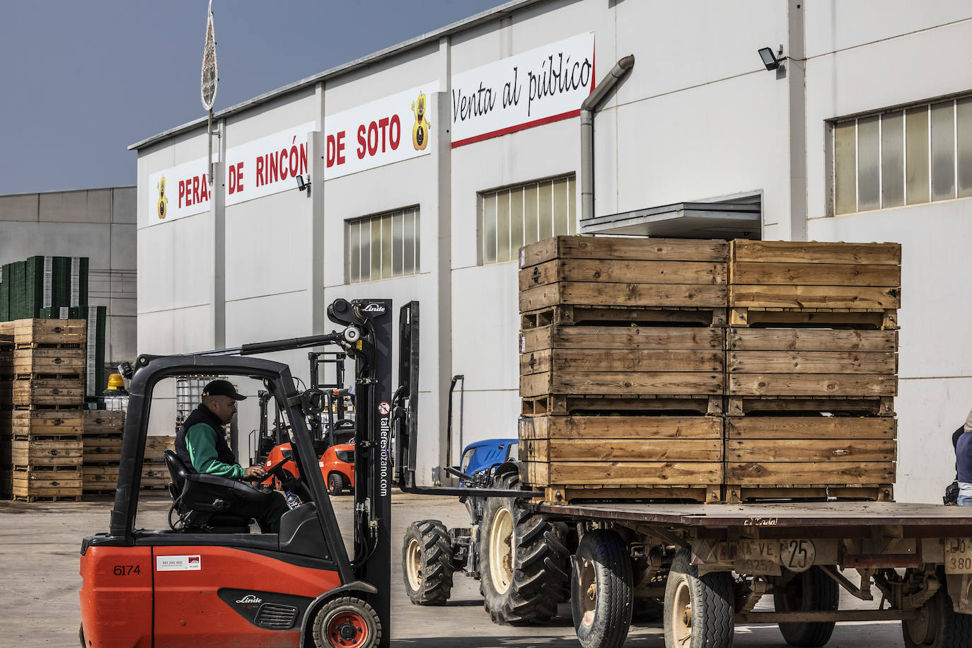 La cosecha de peras de Rincón, en marcha