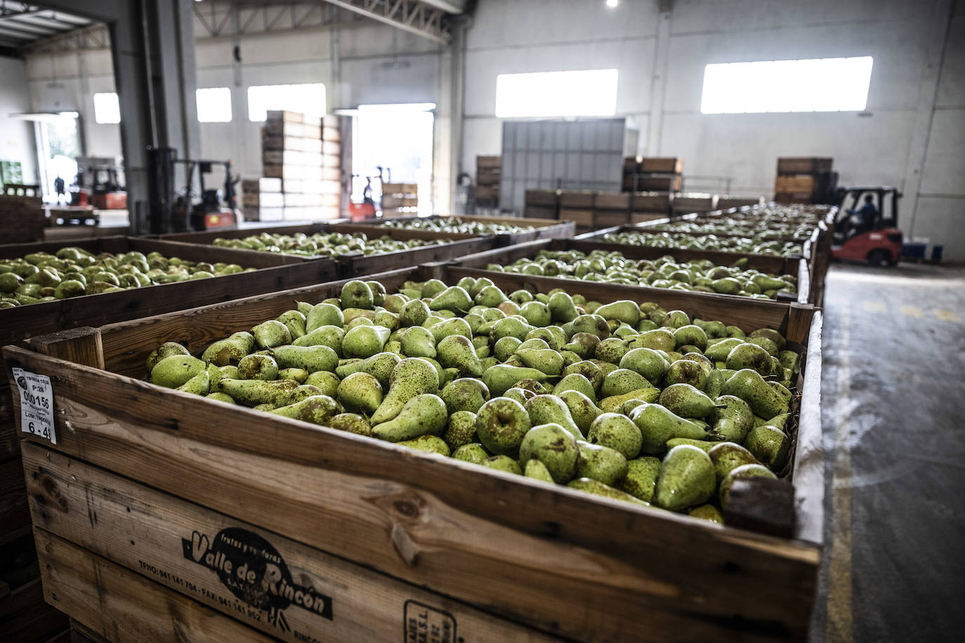 La cosecha de peras de Rincón, en marcha