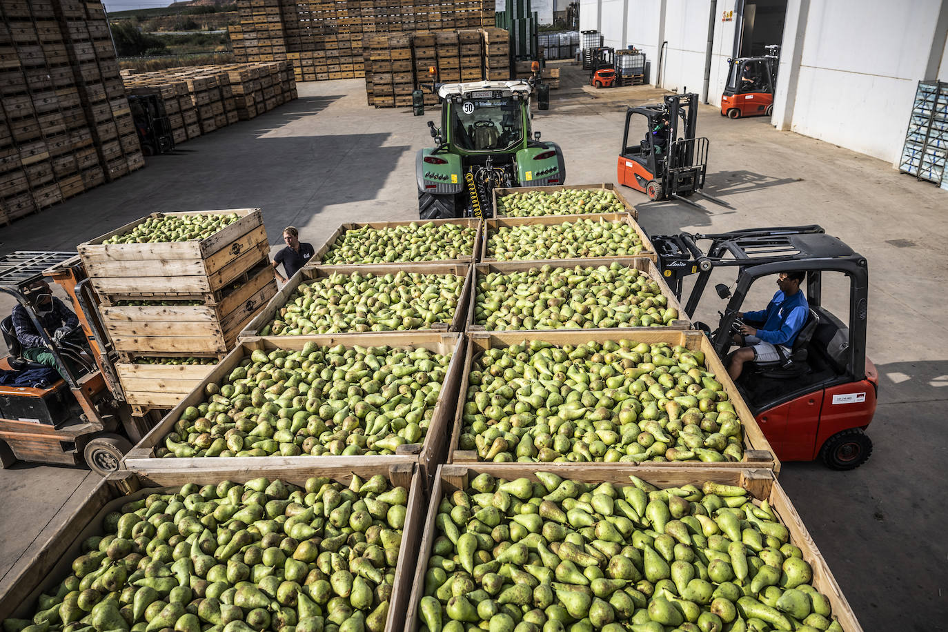 La cosecha de peras de Rincón, en marcha